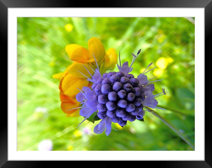 Wild Flower Study Framed Mounted Print by val butcher