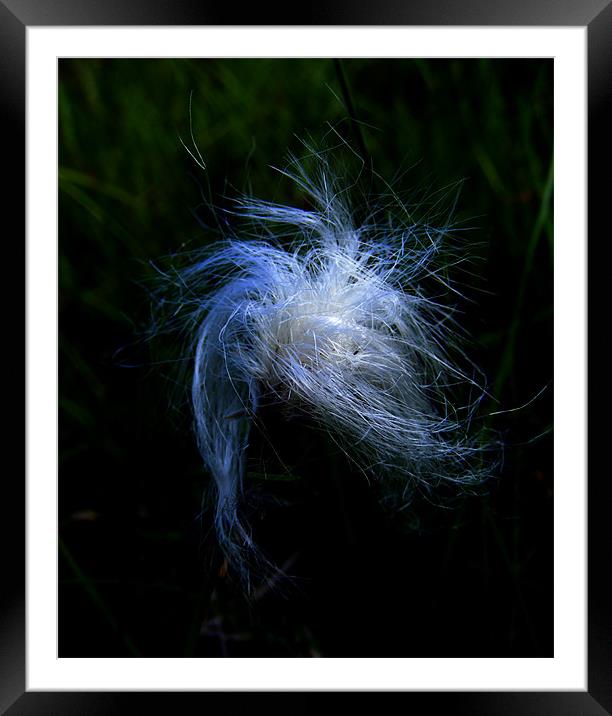 Cotton Grass Study Framed Mounted Print by val butcher