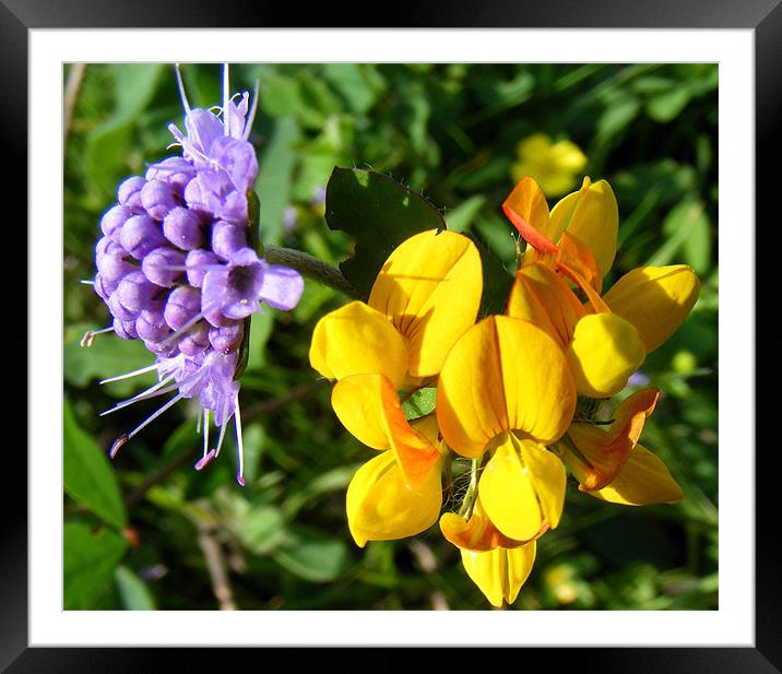 Wild Flower Study Framed Mounted Print by val butcher