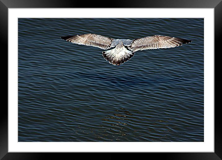 Seagull in Flight Framed Mounted Print by val butcher