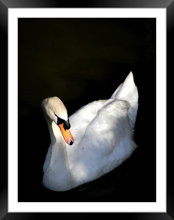 Swan In Relief Framed Mounted Print by val butcher