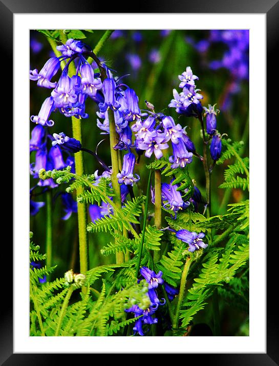 Bluebells with Fern Framed Mounted Print by val butcher