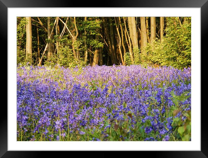 Bluebell Woodlands Framed Mounted Print by val butcher