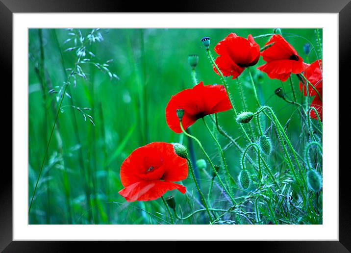 Poppies Framed Mounted Print by val butcher