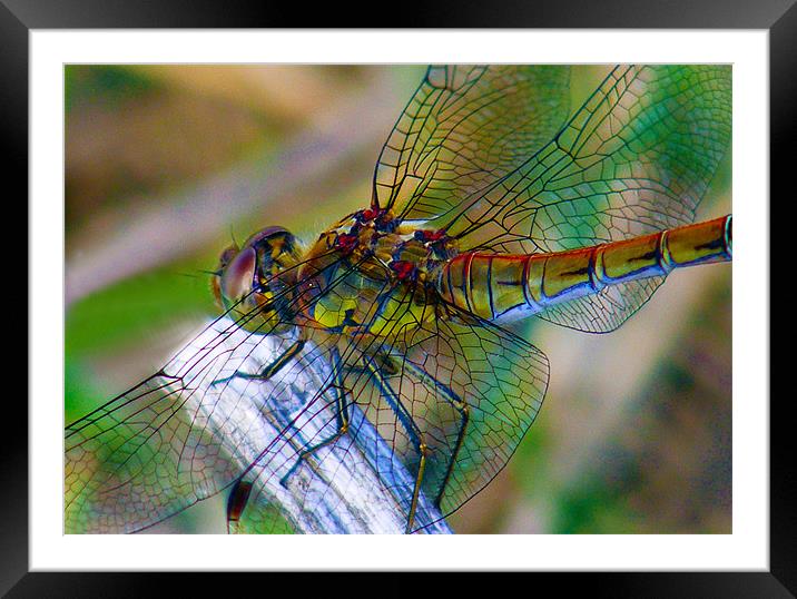 Dragonfly Close-up Framed Mounted Print by val butcher