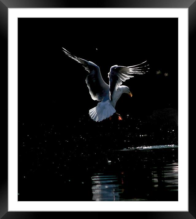 Seagull Landing Framed Mounted Print by val butcher