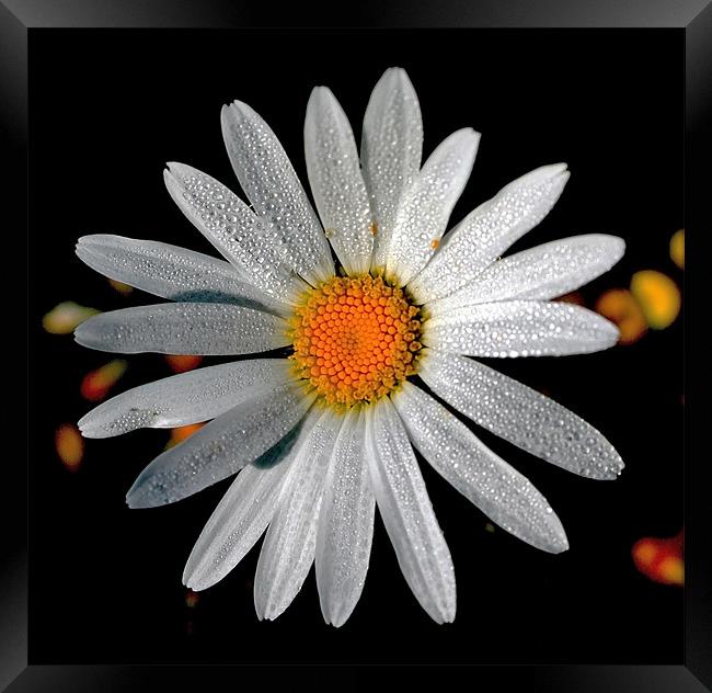 Corn Chamomile with Dewdrops Framed Print by val butcher