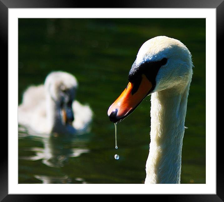 Swan with Cygnet Framed Mounted Print by val butcher