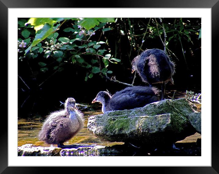 Coot Chicks Framed Mounted Print by val butcher