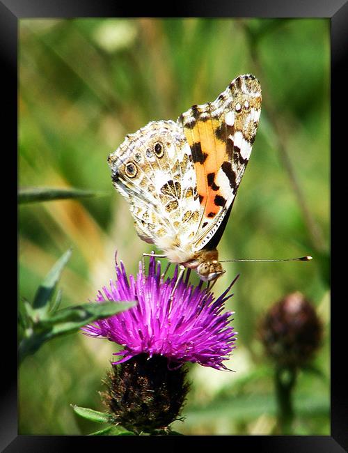 Painted Lady Butterfly Framed Print by val butcher