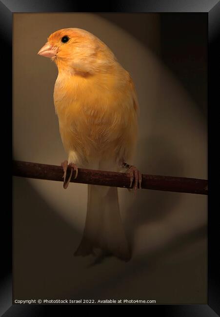 Canary (Serinus canaria)  Framed Print by PhotoStock Israel