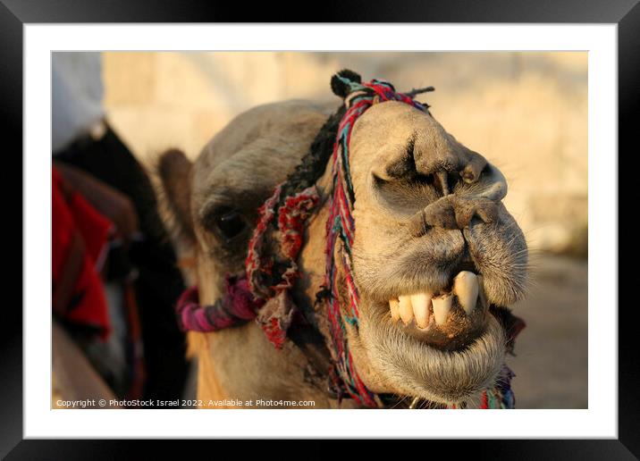 portrait of a camel Framed Mounted Print by PhotoStock Israel