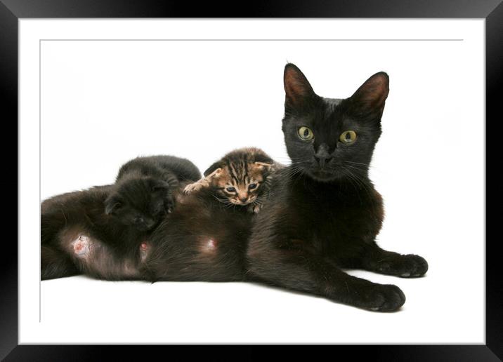 Mother cat feeding 3 of her kittens Framed Mounted Print by PhotoStock Israel