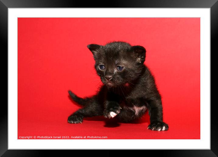 kitten Framed Mounted Print by PhotoStock Israel