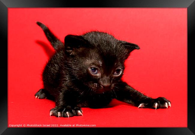kitten  Framed Print by PhotoStock Israel