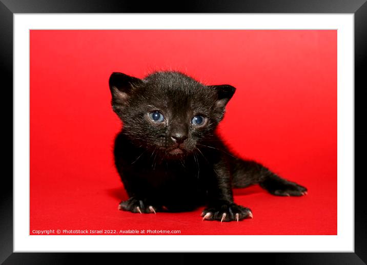 kitten  Framed Mounted Print by PhotoStock Israel