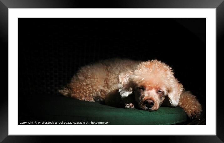 Apricot Miniature Poodle Framed Mounted Print by PhotoStock Israel
