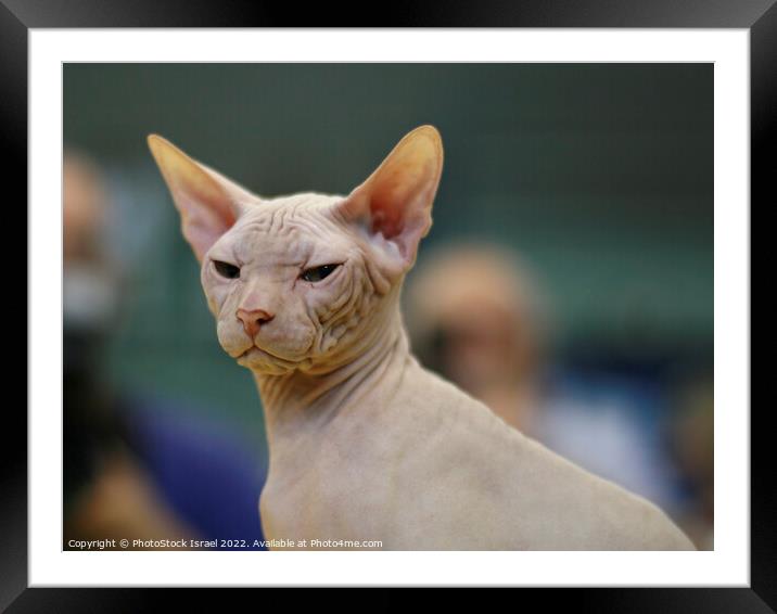 Sphynx Hairless cat Framed Mounted Print by PhotoStock Israel