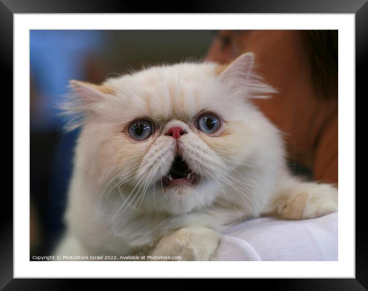 Persian cat  Framed Mounted Print by PhotoStock Israel