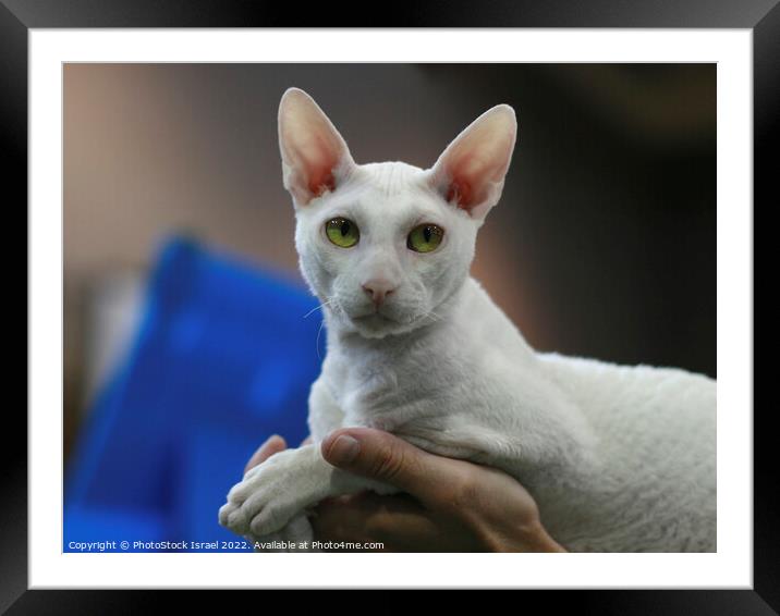 white Cornish Rex Framed Mounted Print by PhotoStock Israel
