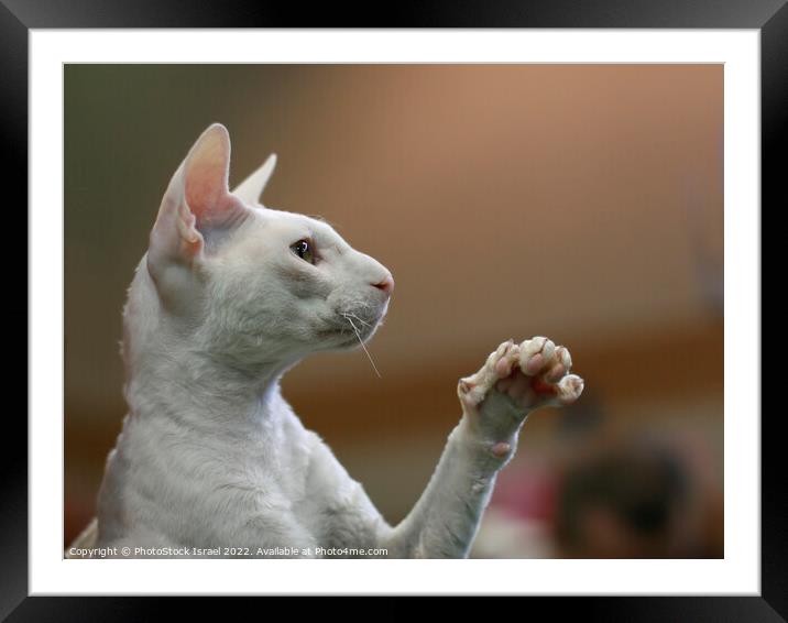 white Cornish Rex Framed Mounted Print by PhotoStock Israel