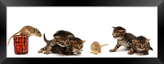 Kittens and mouse  Framed Print by PhotoStock Israel