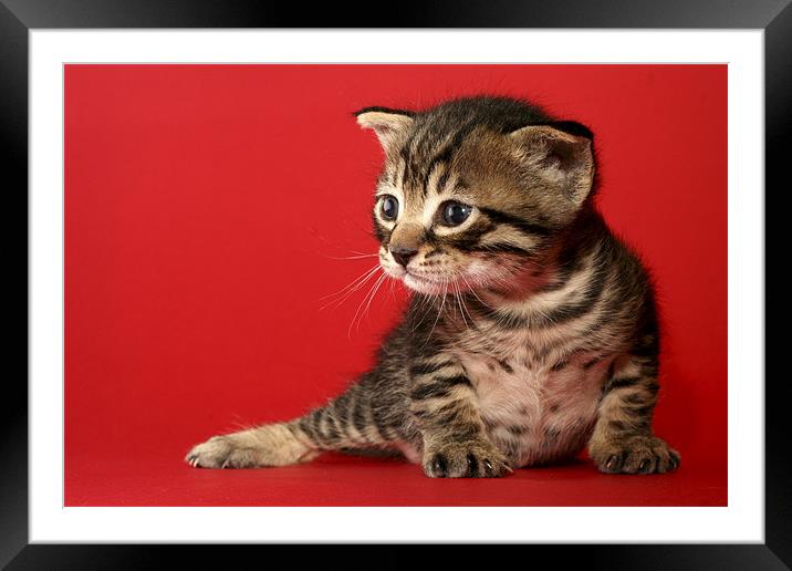 one week old kitten Framed Mounted Print by PhotoStock Israel