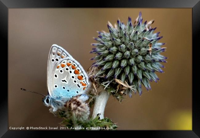 butterfly on a Echinops adenocaulon Framed Print by PhotoStock Israel