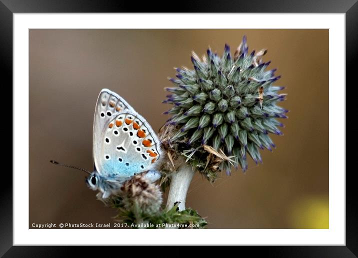 butterfly on a Echinops adenocaulon Framed Mounted Print by PhotoStock Israel