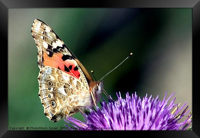 butterfly on a Silybum marianum Framed Print by PhotoStock Israel