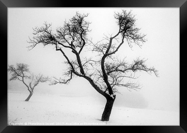 A tree in the snow Framed Print by PhotoStock Israel