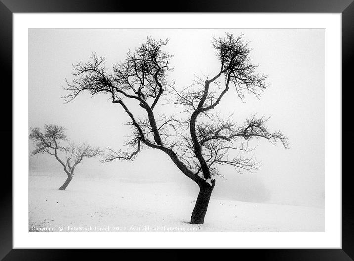 A tree in the snow Framed Mounted Print by PhotoStock Israel