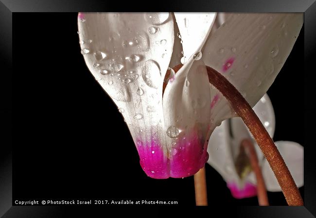 close up of a Persian Violet Cyclamen persicum Framed Print by PhotoStock Israel