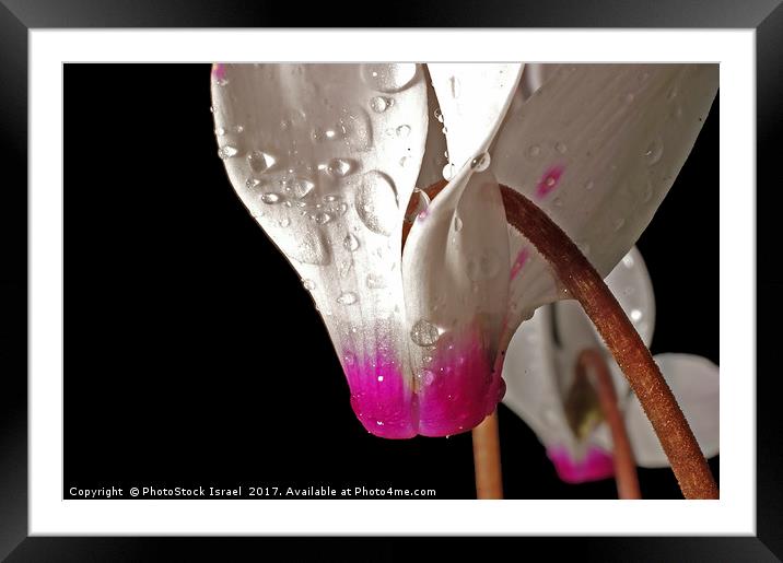 close up of a Persian Violet Cyclamen persicum Framed Mounted Print by PhotoStock Israel