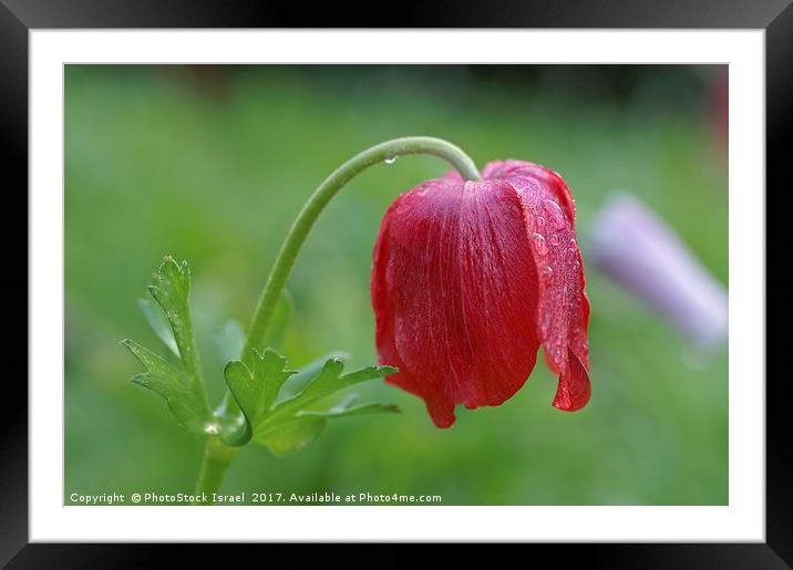 Anemone, coronaria growing in their natural habita Framed Mounted Print by PhotoStock Israel