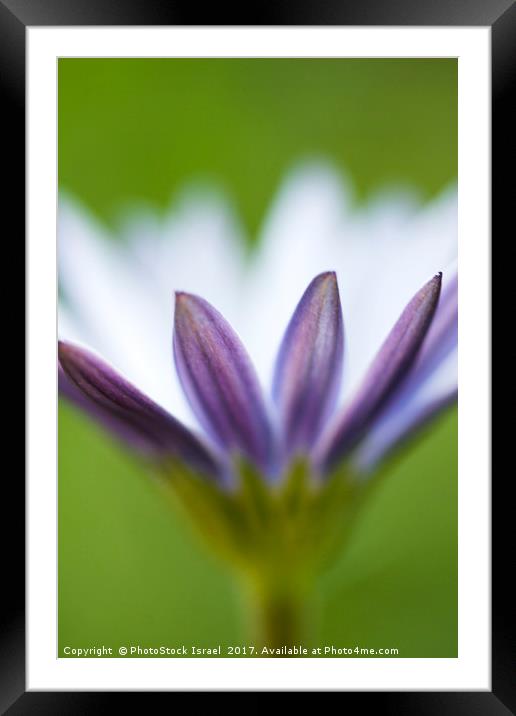 white Daisy Osteospermum Framed Mounted Print by PhotoStock Israel