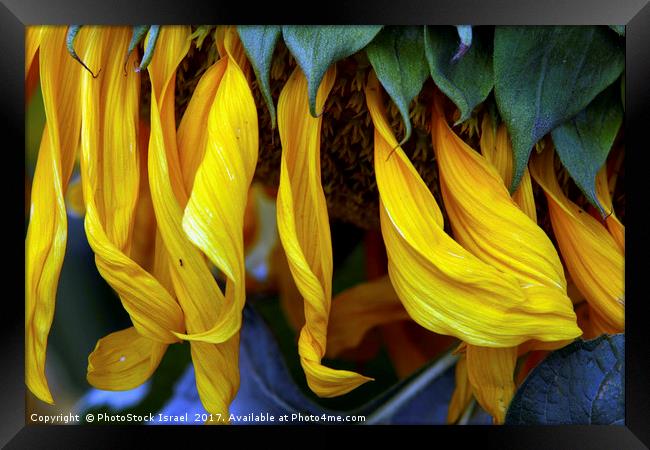 Sunflower Framed Print by PhotoStock Israel