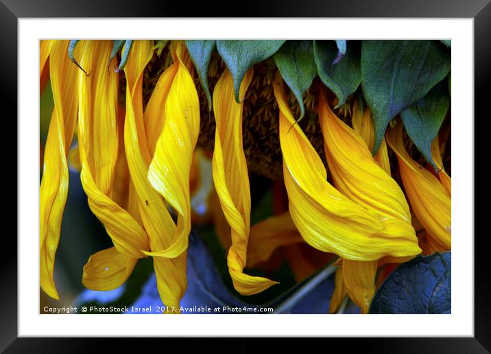 Sunflower Framed Mounted Print by PhotoStock Israel