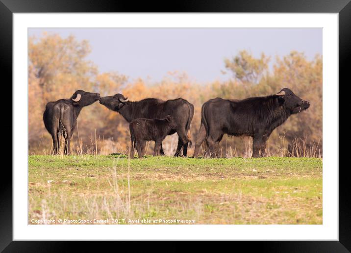 A herd of wild Water Buffaloes Framed Mounted Print by PhotoStock Israel
