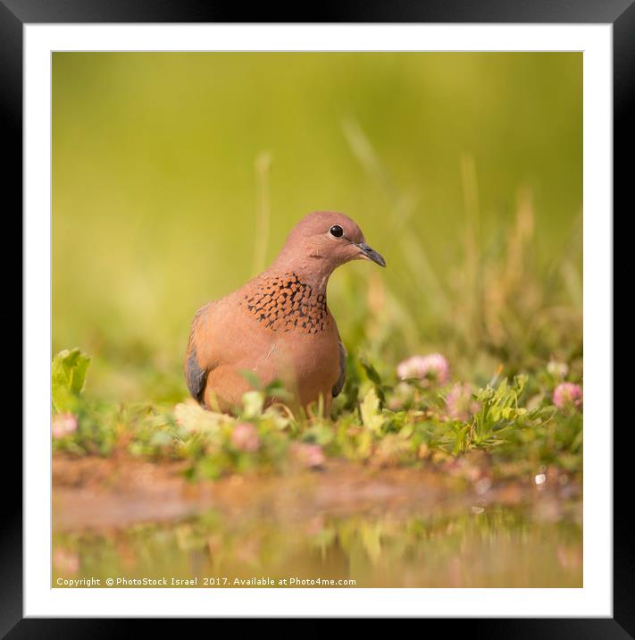 Laughing dove (Streptopelia senegalensis) Framed Mounted Print by PhotoStock Israel