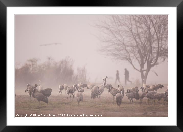 Common crane (Grus grus)  Framed Mounted Print by PhotoStock Israel