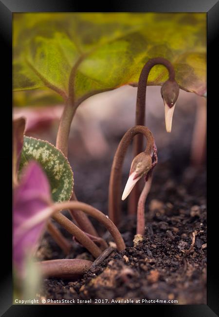 Emerging flower bud  Framed Print by PhotoStock Israel