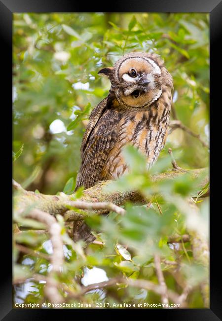 Long-eared Owl (Asio otus)  Framed Print by PhotoStock Israel