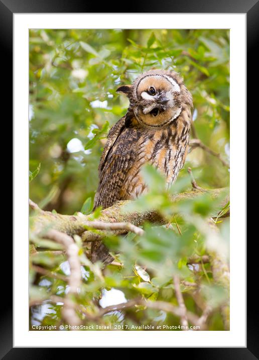 Long-eared Owl (Asio otus)  Framed Mounted Print by PhotoStock Israel