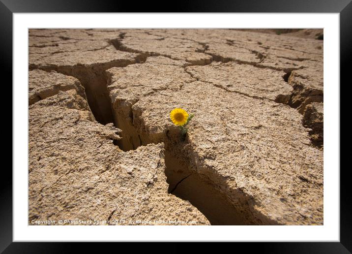 Flowers grows out of dry cracked mud  Framed Mounted Print by PhotoStock Israel