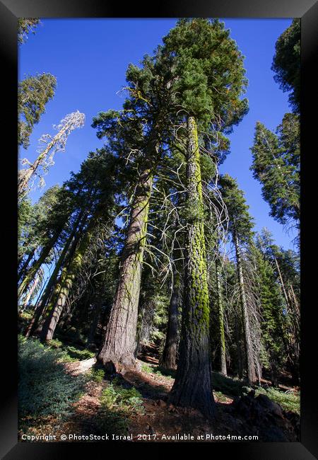 Giant Sequoia (Redwood) trees  Framed Print by PhotoStock Israel
