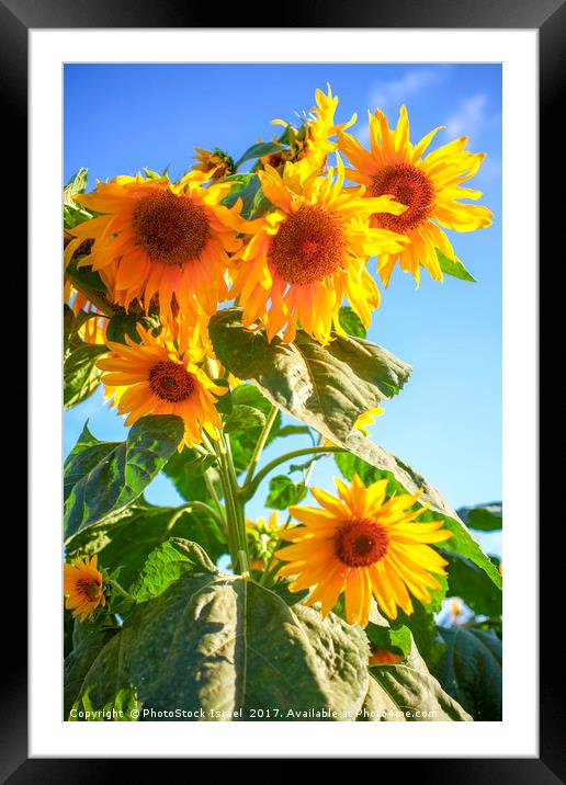 A field of sunflowers  Framed Mounted Print by PhotoStock Israel
