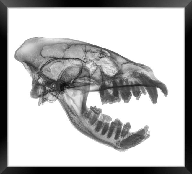 X-ray of a skull of an Hyaena  Framed Print by PhotoStock Israel