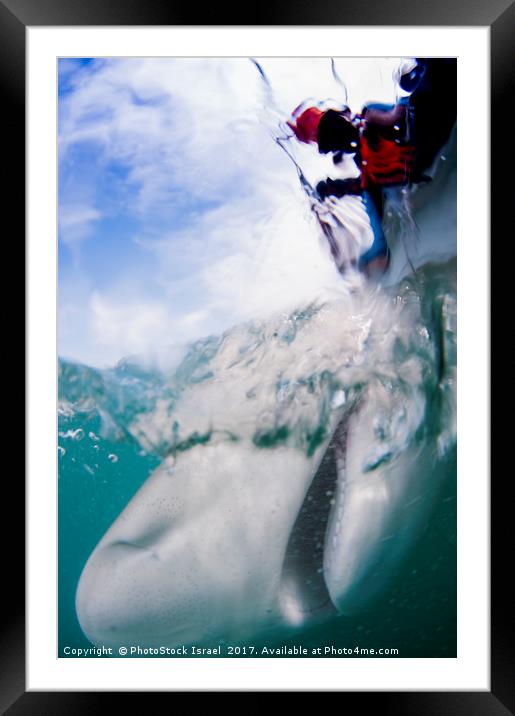 tagging a sandbar shark (Carcharhinus plumbeus)  Framed Mounted Print by PhotoStock Israel
