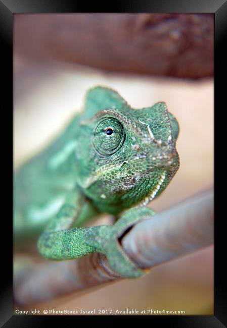 close up of a chameleon Framed Print by PhotoStock Israel